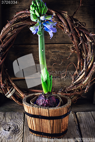 Image of Spring blooming hyacinth