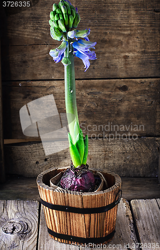 Image of Spring blooming hyacinth