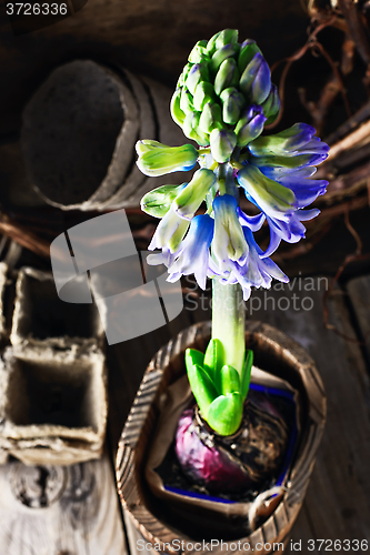 Image of Spring blooming hyacinth