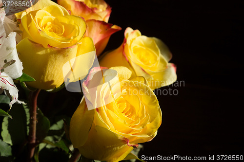 Image of unwrapped yellow rose on the black background