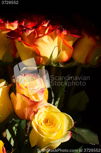 Image of unwrapped yellow rose on the black background