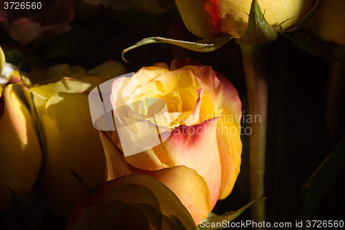 Image of unwrapped yellow rose on the black background