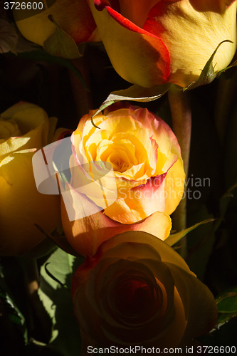 Image of unwrapped yellow rose on the black background