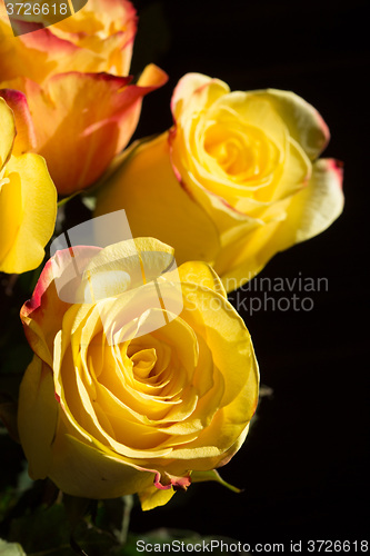 Image of unwrapped yellow rose on the black background