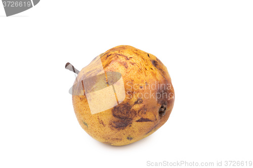 Image of rotten snow pear on white background