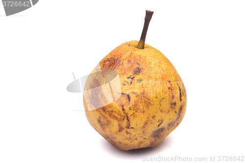 Image of rotten snow pear on white background
