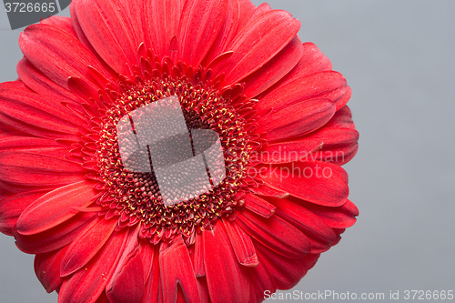 Image of red Gerbera Daisies