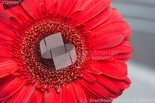 Image of red Gerbera Daisies