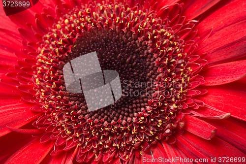 Image of red Gerbera Daisies