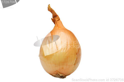 Image of Ripe onion on a white background