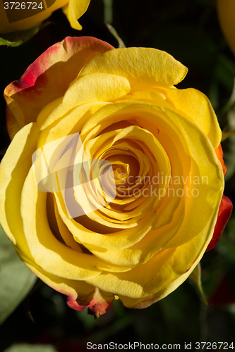 Image of unwrapped yellow rose on the black background
