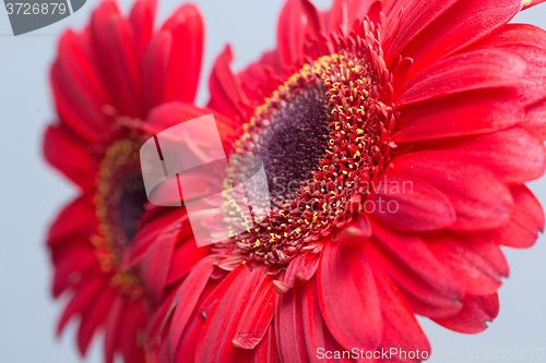 Image of red Gerbera Daisies