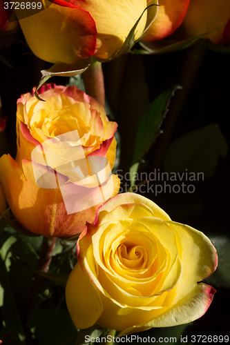 Image of unwrapped yellow rose on the black background