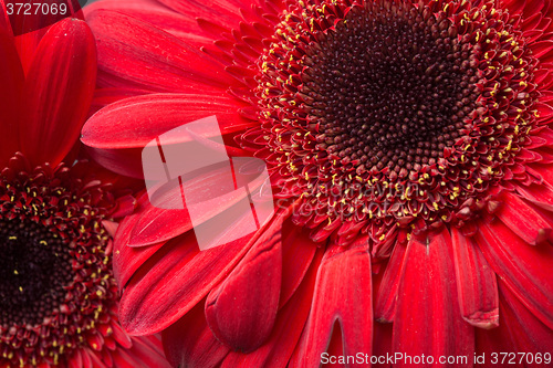 Image of red Gerbera Daisies