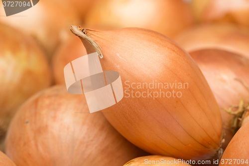 Image of ripe golden bow. a large number. 