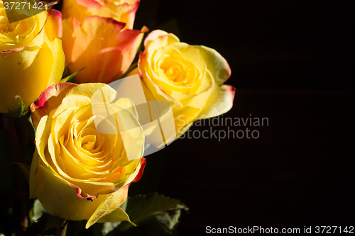 Image of unwrapped yellow rose on the black background