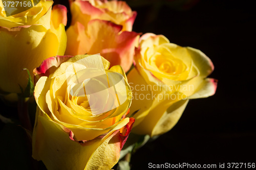 Image of unwrapped yellow rose on the black background