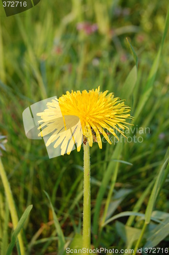 Image of simple