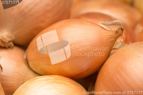 Image of ripe golden bow. a large number. 