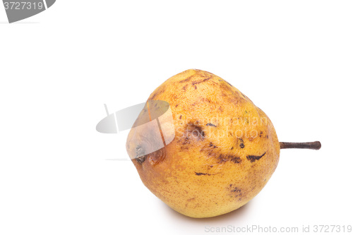 Image of rotten snow pear on white background