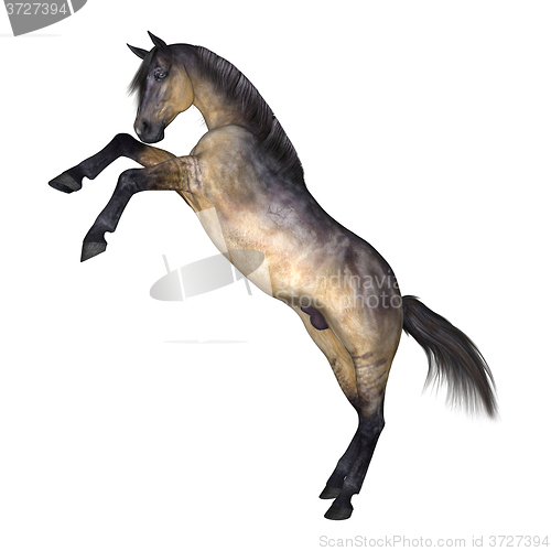 Image of Grulla Horse on White
