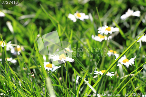 Image of daisies in the green grass