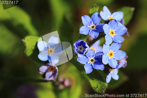 Image of forget-me-not flower