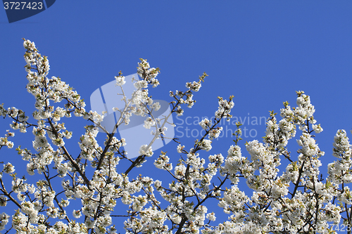 Image of apple flowers background
