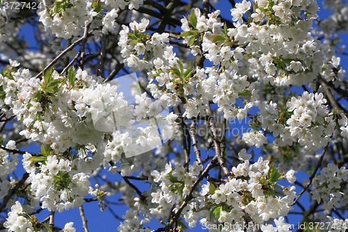 Image of apple flowers background