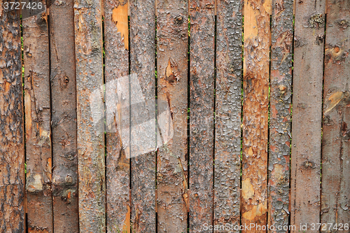 Image of bark wood texture