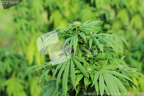 Image of cannabis plant (marijuana)