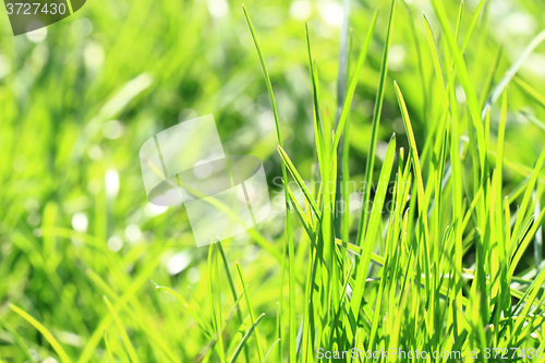 Image of green spring grass background