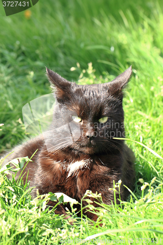 Image of black cat in the green grass