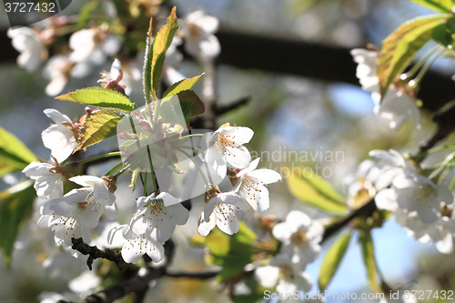 Image of apple flowers background