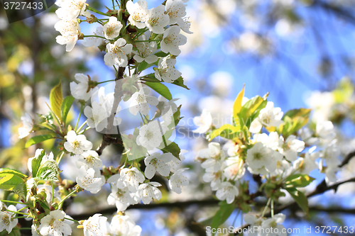 Image of apple flowers background