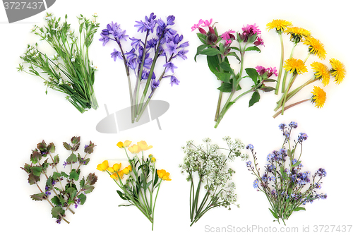 Image of Spring Wildflowers