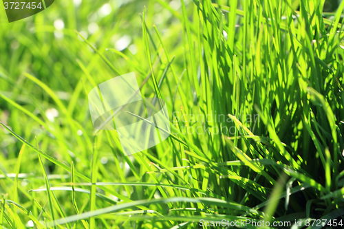 Image of green spring grass background