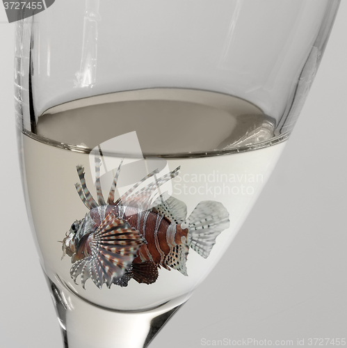 Image of lionfish and drinking glass