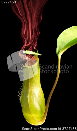 Image of smoking pitcher plant
