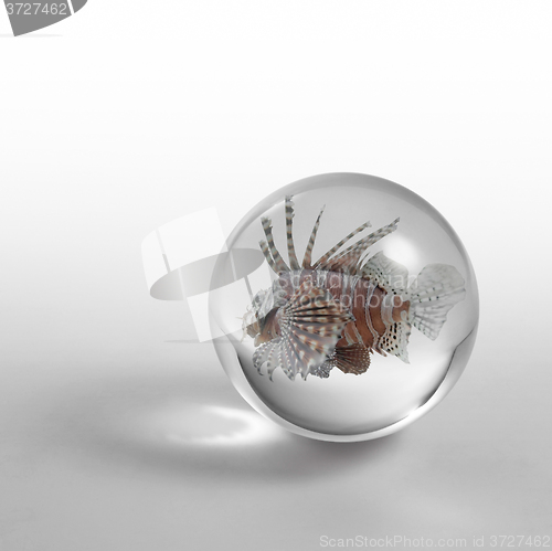 Image of lionfish in crystal ball