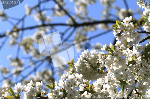 Image of apple flowers background