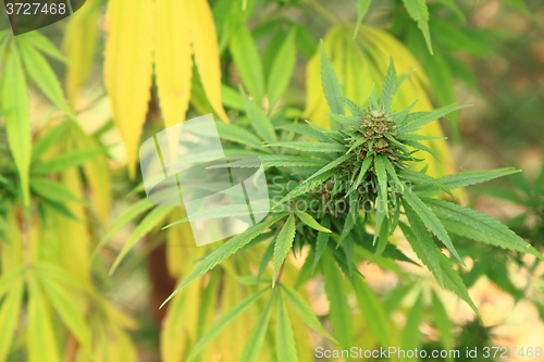 Image of cannabis plant (marijuana)