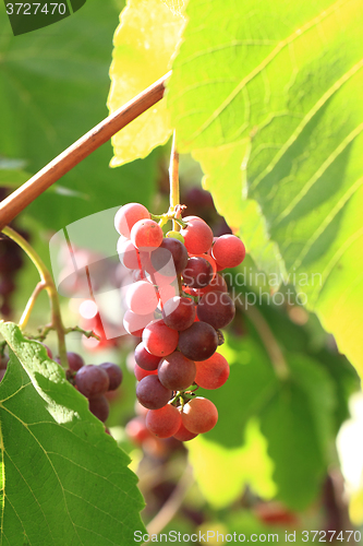 Image of red grapes
