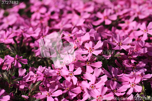 Image of violet flowers background