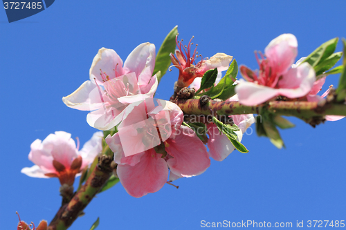 Image of detail of peach flower