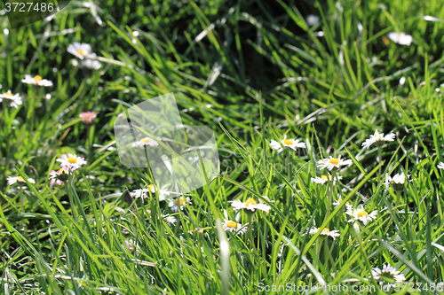 Image of daisies in the green grass