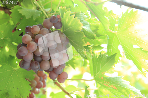 Image of red grapes