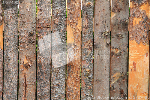 Image of bark wood texture