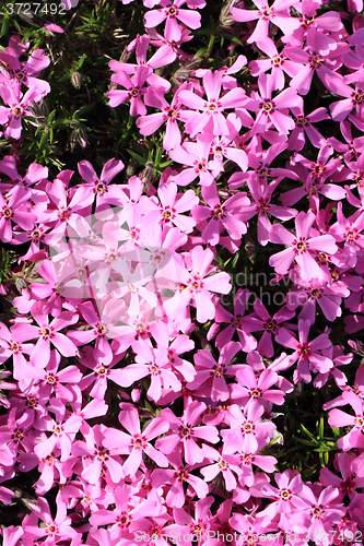 Image of violet flowers background