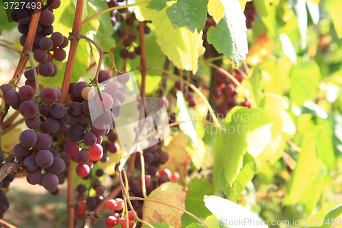 Image of red grapes